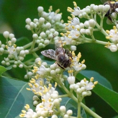 Tétradium daniellii -Euodia daniellii
